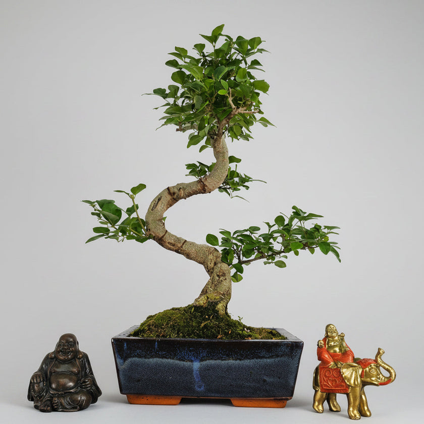 Chinese Privet (Ligustrum sinense) Bonsai Tree | Shaped | In 20cm Pot