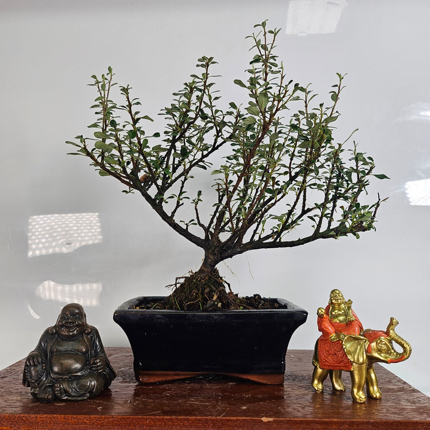 Cotoneaster Bonsai Tree | Broom | In 15cm Pot