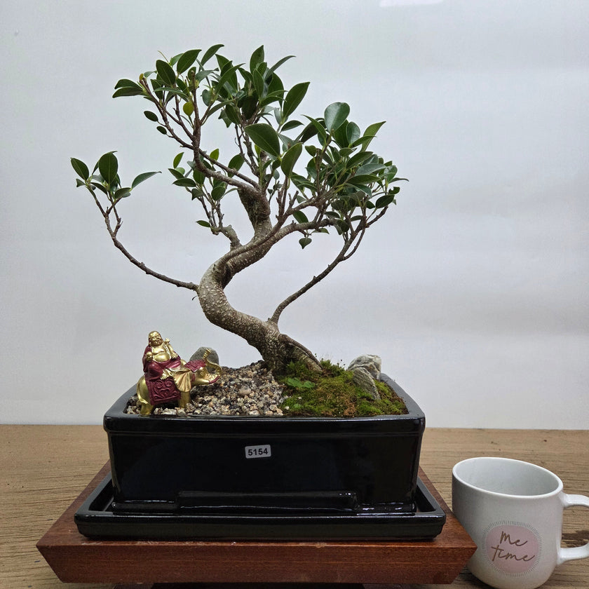 Ficus Microcarpa (Banyan Fig) Indoor Premium Bonsai Tree Bundle | Shaped | In 26cm Pot