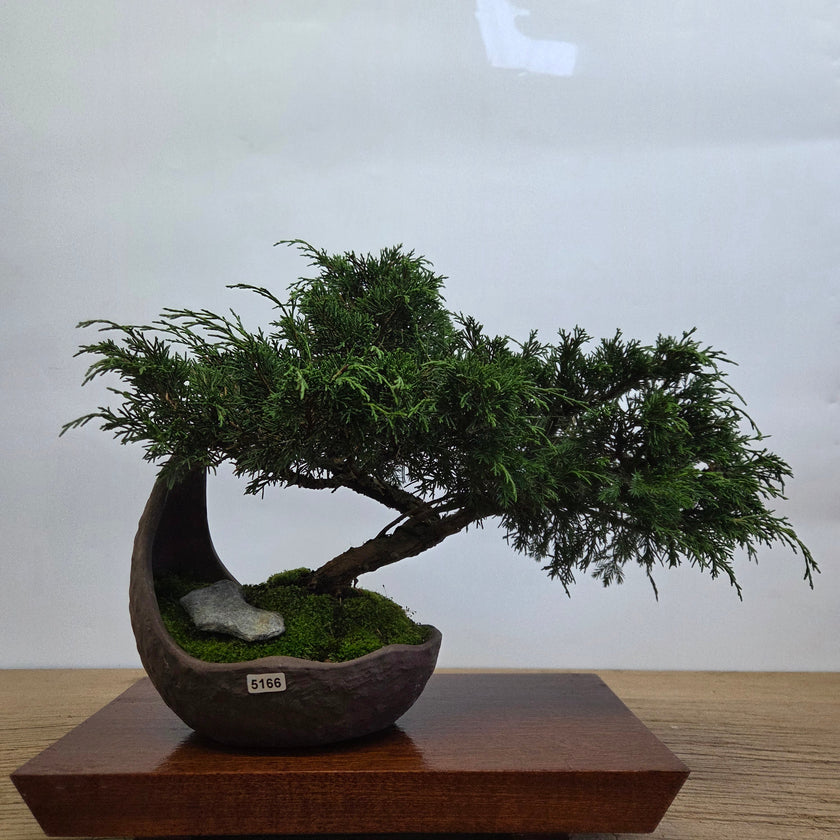 Chinese Juniper (Juniperus Chinensis) Bonsai Tree | Cascading | In 20cm Half Moon Pot