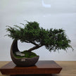 Chinese Juniper (Juniperus Chinensis) Bonsai Tree | Cascading | In 20cm Half Moon Pot