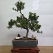 Buddhist Pine (Podocarpus Micro) Premium Bonsai Tree Bundle | Shaped | In 33cm Pot