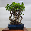 Ficus Microcarpa (Banyan Fig) Indoor Bonsai Tree Forest | Shaped Group | In 26cm Pot