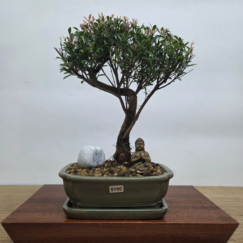 Brush Cherry (Syzygium) Premium Bonsai Tree Bundle | Semi-Shaped | In 18cm Pot