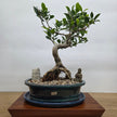 Ficus Microcarpa (Banyan Fig) Indoor Premium Bonsai Tree Bundle | Shaped | In 26cm Pot