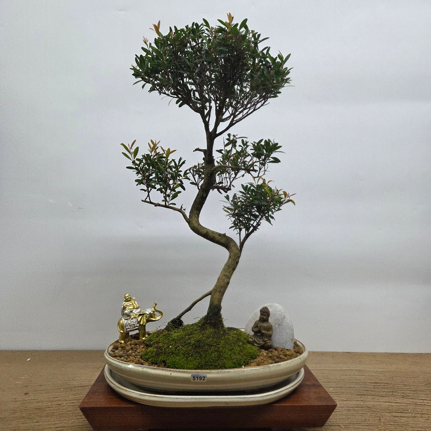 Brush Cherry (Syzygium) Premium Bonsai Tree Bundle | Shaped | In 31cm Pot