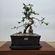 Fukien Tea Tree (Carmona Retusa) Premium Bonsai Tree Bundle | Shaped | In 18cm Pot