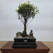 Brush Cherry (Syzygium) Premium Bonsai Tree Bundle | Broom | In 16cm Pot