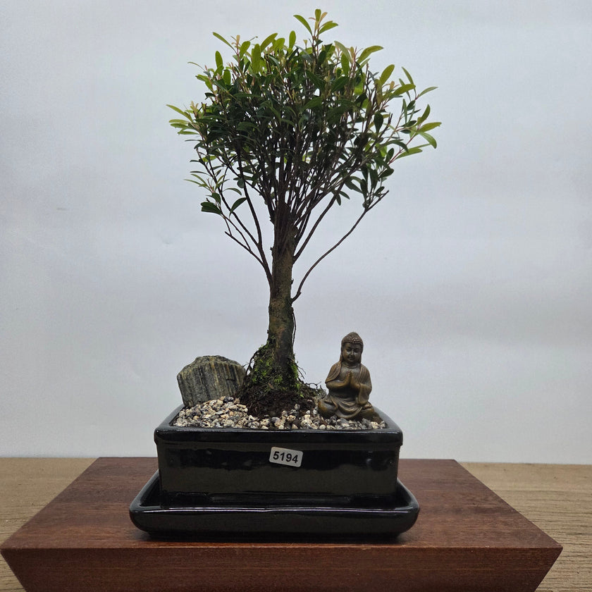 Brush Cherry (Syzygium) Premium Bonsai Tree Bundle | Broom | In 16cm Pot
