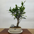 Ficus Microcarpa (Banyan Fig) Indoor Premium Bonsai Tree Bundle | Broom | In 16cm Pot