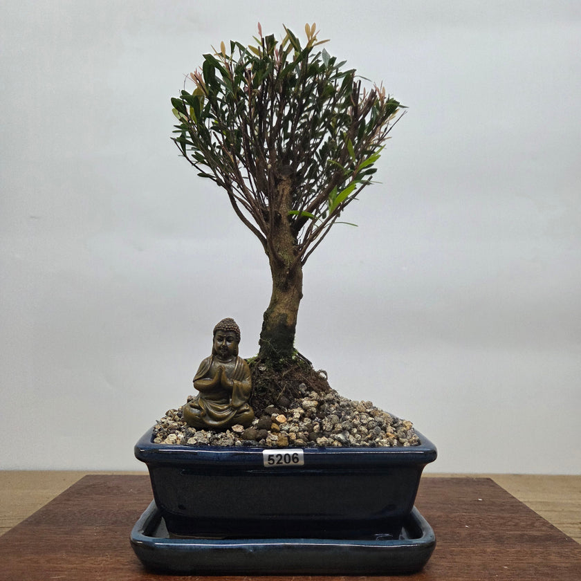 Brush Cherry (Syzygium) Premium Bonsai Tree Bundle | Broom | In 16cm Pot