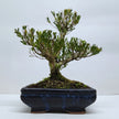 Boxwood (Buxus harlandii) Bonsai Tree | Clump | In 20cm Pot