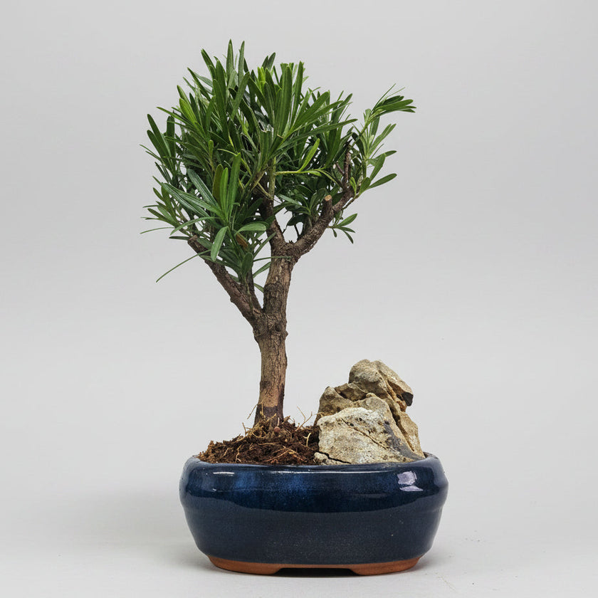 Buddhist Pine (Podocarpus sp.) Bonsai Tree | Broom | In 16cm Pot With Rock