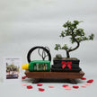 Valentine's Bonsai Starter Bundle | Chinese Elm (Ulmus Parvifolia) | Shaped