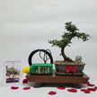 Valentine's Bonsai Starter Bundle | Chinese Elm (Ulmus Parvifolia) | Shaped