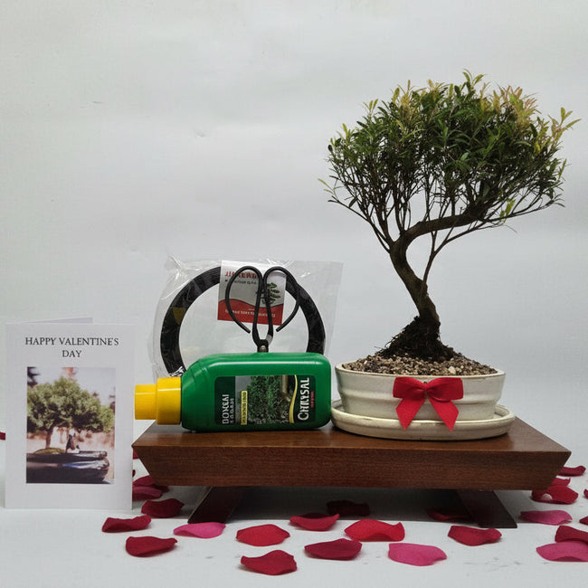 Valentine's Bonsai Starter Bundle | Brush Cherry (Syzygium) | Semi-Shaped | In 16cm Pot