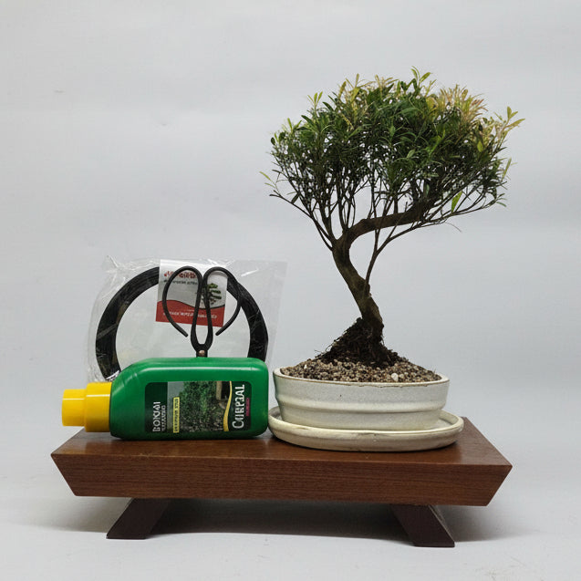 Brush Cherry (Syzygium) Bonsai Tree Bundle | Semi-Shaped | In 16cm Pot | Perfect Gift