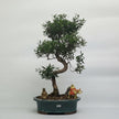 Brush Cherry (Syzygium) Premium Bonsai Tree Bundle | Shaped | In 26cm Pot