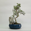 Chinese Pepper (Zanthoxylum sp.) Bonsai Tree | Shaped | In 20cm Pot