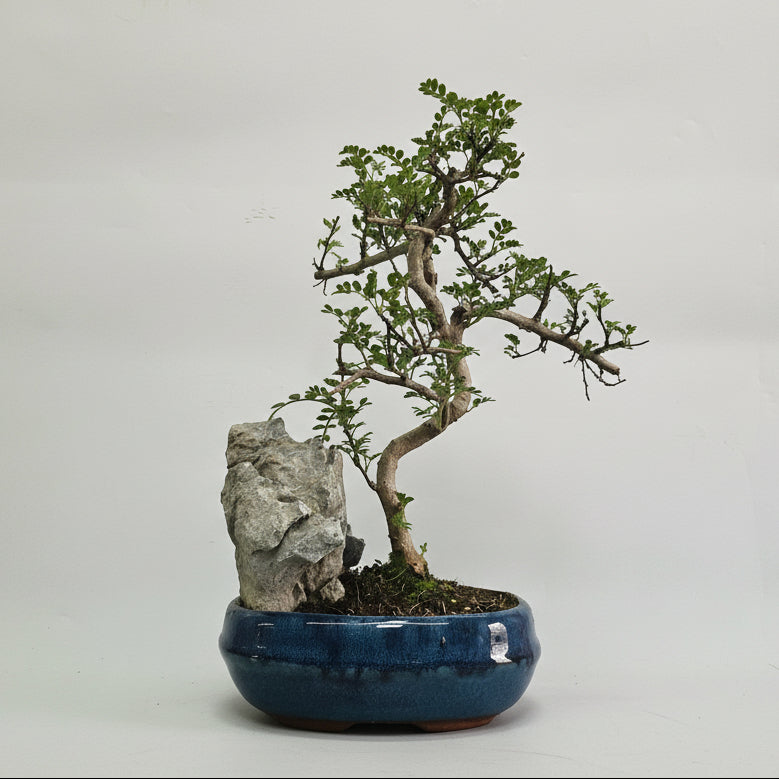 Chinese Pepper (Zanthoxylum sp.) Bonsai Tree | Shaped | In 20cm Pot