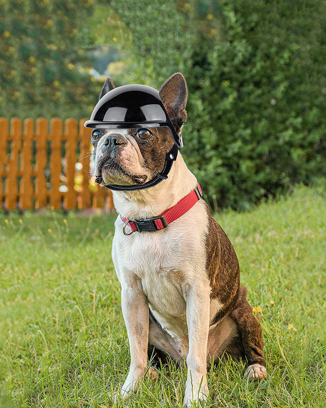 Motorradhelm für Haustiere zur Dekoration