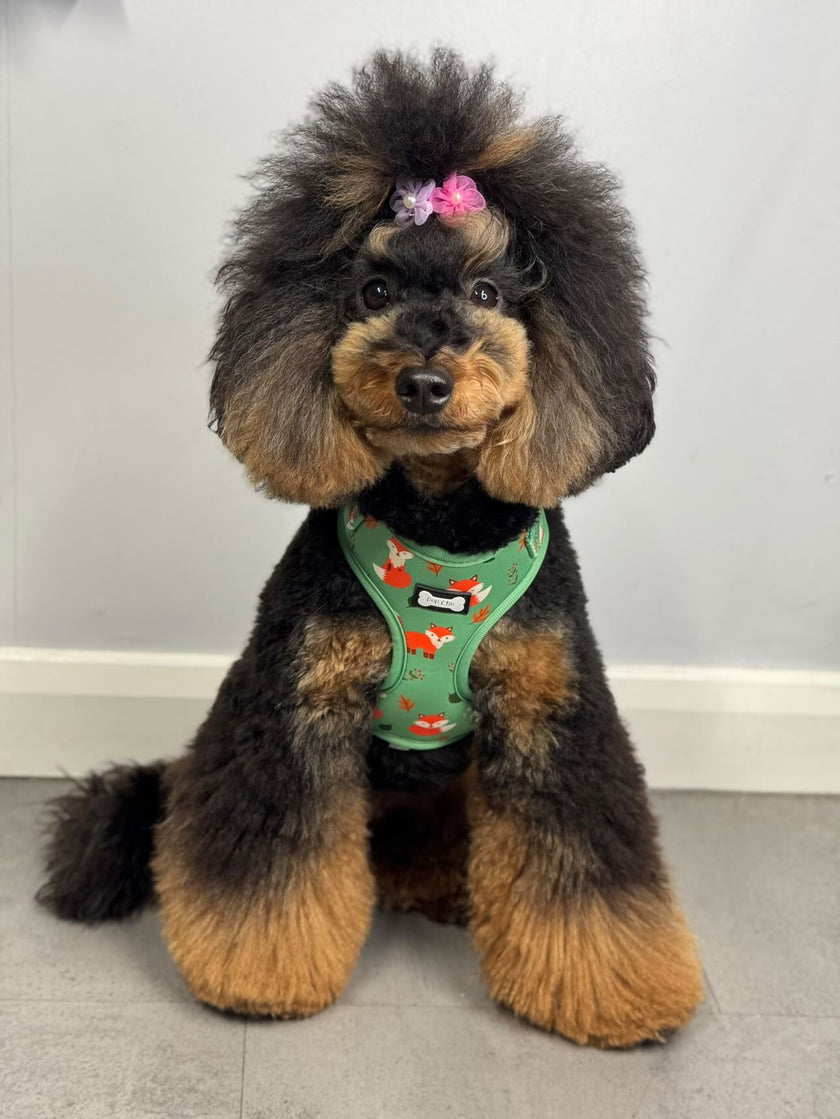 Seconds: Inquisitive Fox XXS Puppy Harness