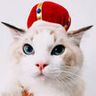 Pet Headgear Cute Dog Teddy Dress Up SUNFLOWER Cat Headdress Wig Cat Headgear Hat