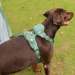 Chest And Back Dog Dog Backpack Suit Dog Walking Bag
