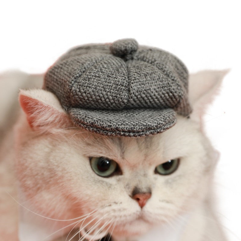 Haustier Katze Gentleman Baskenmütze Krawatte Foto Requisiten