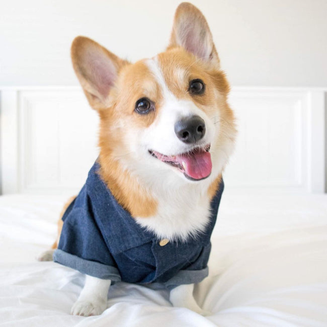 Hawaiian European And American Spring Style French Fighting Corgi Shiba Dog Shirt