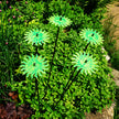 Garden Décor Ornaments Set of 5 'Smiling Suns'