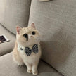 Winter Knitted Pet Collar And Neck