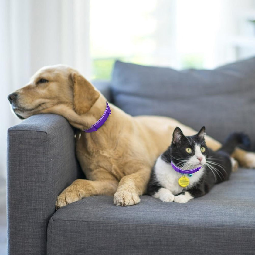 Dog Comfort Collar Cat Teddy Pet