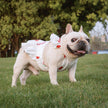 Lotus Leaf Lace Suspender Skirt Fadou Sherry Teddy Small And Medium Sized Dog, Cat And Dog Clothes Bago Strawberry Print