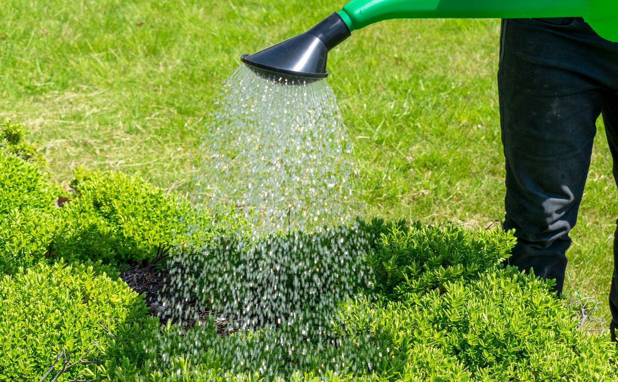 Garden Watering Can 10 Litres