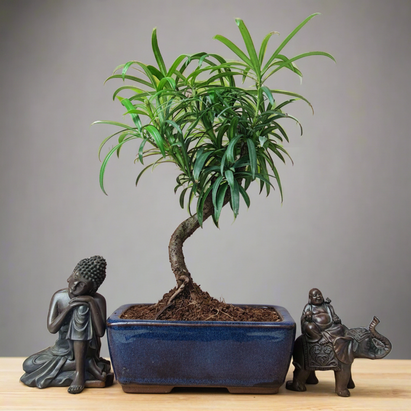 Buddhist Pine (Podocarpus sp.) Bonsai Tree | Shaped | In 15cm Pot