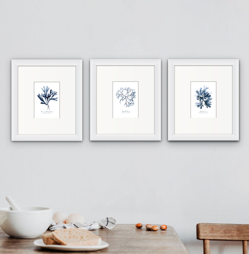 Dulse No 1 Seaweed series by Sarah Bell