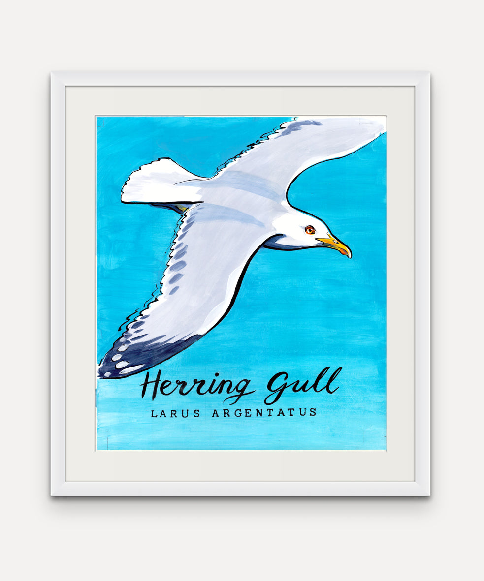 Herring Gull  - Cornish Sea life series-Giclée Print