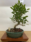 Ficus Microcarpa (Banyan Fig) Indoor Premium Bonsai Tree Bundle | Shaped | In 26cm Pot