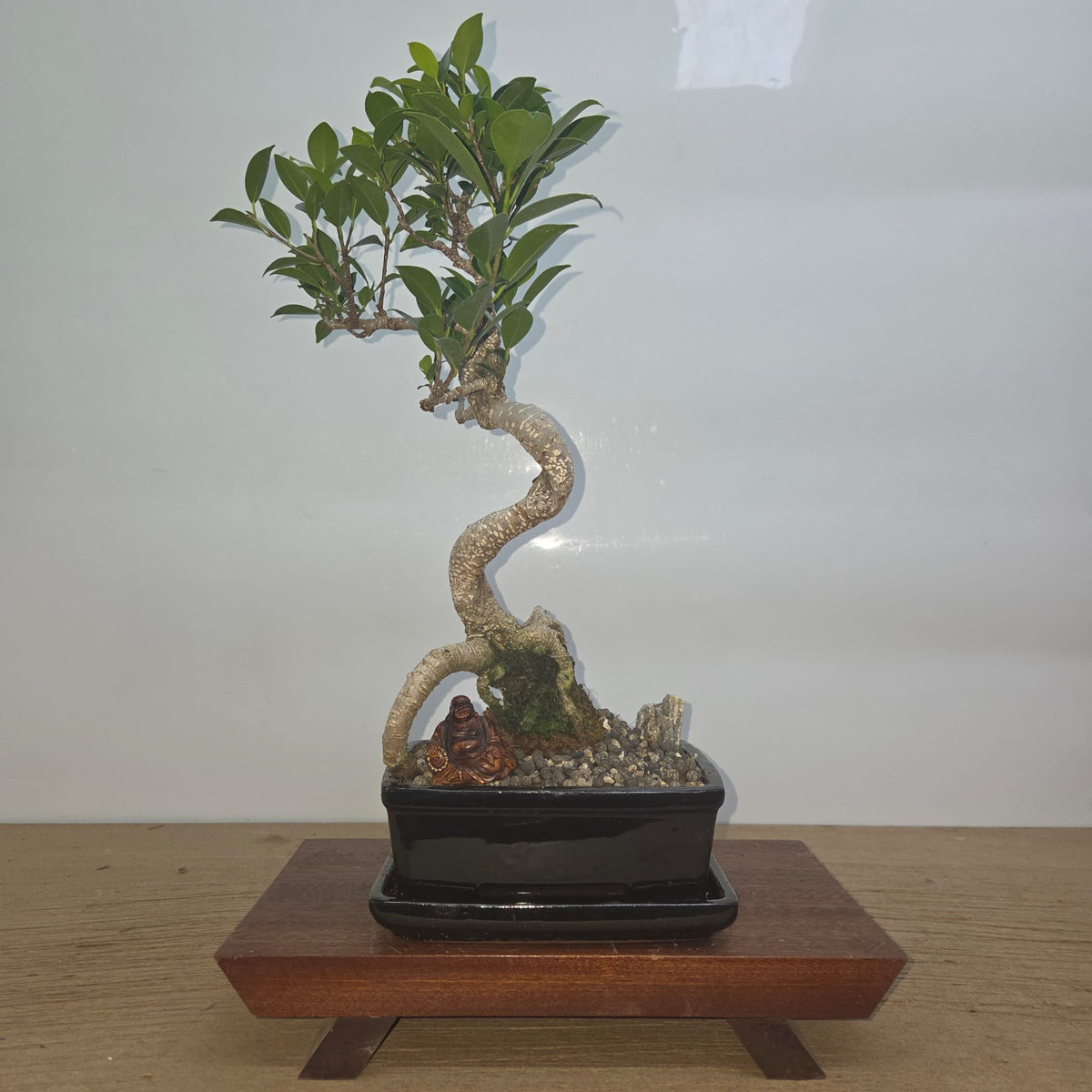 Ficus Microcarpa (Banyan Fig) Indoor Premium Bonsai Tree Bundle | Shaped | In 20cm Pot