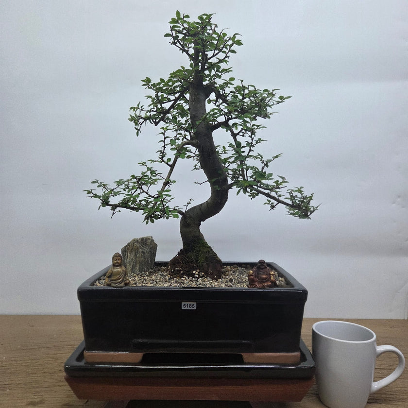 Chinese Elm (Ulmus Parvifolia) Premium Bonsai Tree Bundle | Shaped | In 31cm Pot