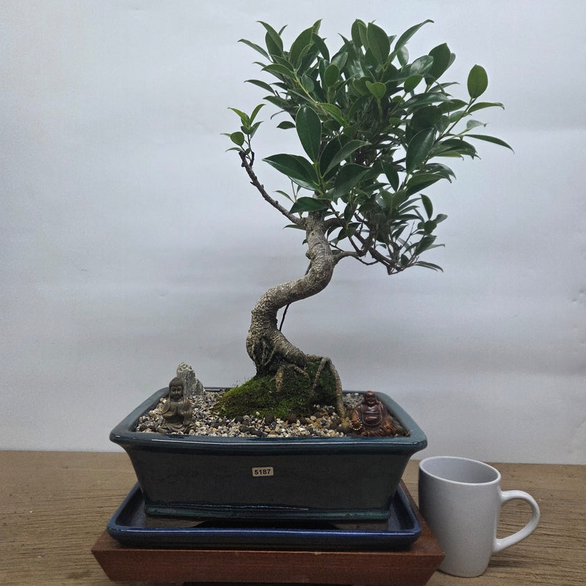 Ficus Microcarpa (Banyan Fig) Indoor Premium Bonsai Tree Bundle | Shaped | In 31cm Pot