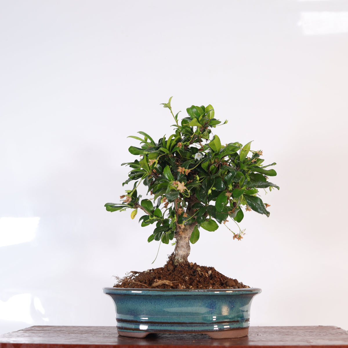 Fukien Tea Tree (Ehretia microphylla; syn. Carmona retusa) Bonsai Tree | Broom | In 16cm Pot | Perfect Gift