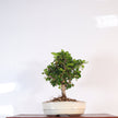 Fukien Tea Tree (Ehretia microphylla; syn. Carmona retusa) Bonsai Tree | Broom | In 16cm Pot | Perfect Gift