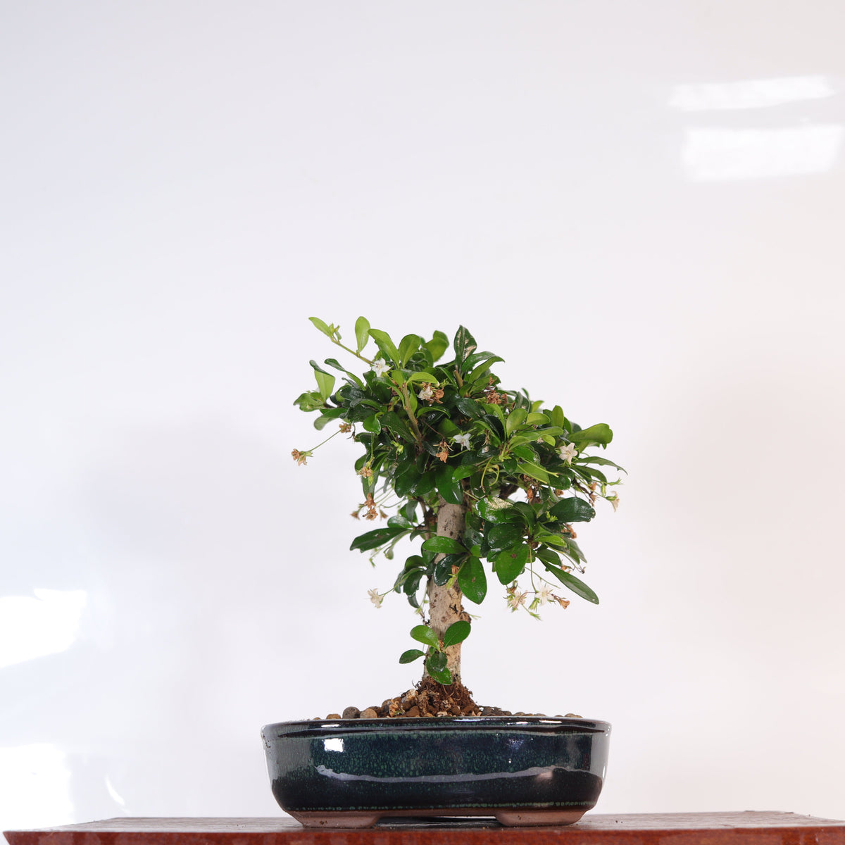 Fukien Tea Tree (Ehretia microphylla; syn. Carmona retusa) Bonsai Tree | Broom | In 16cm Pot | Perfect Gift