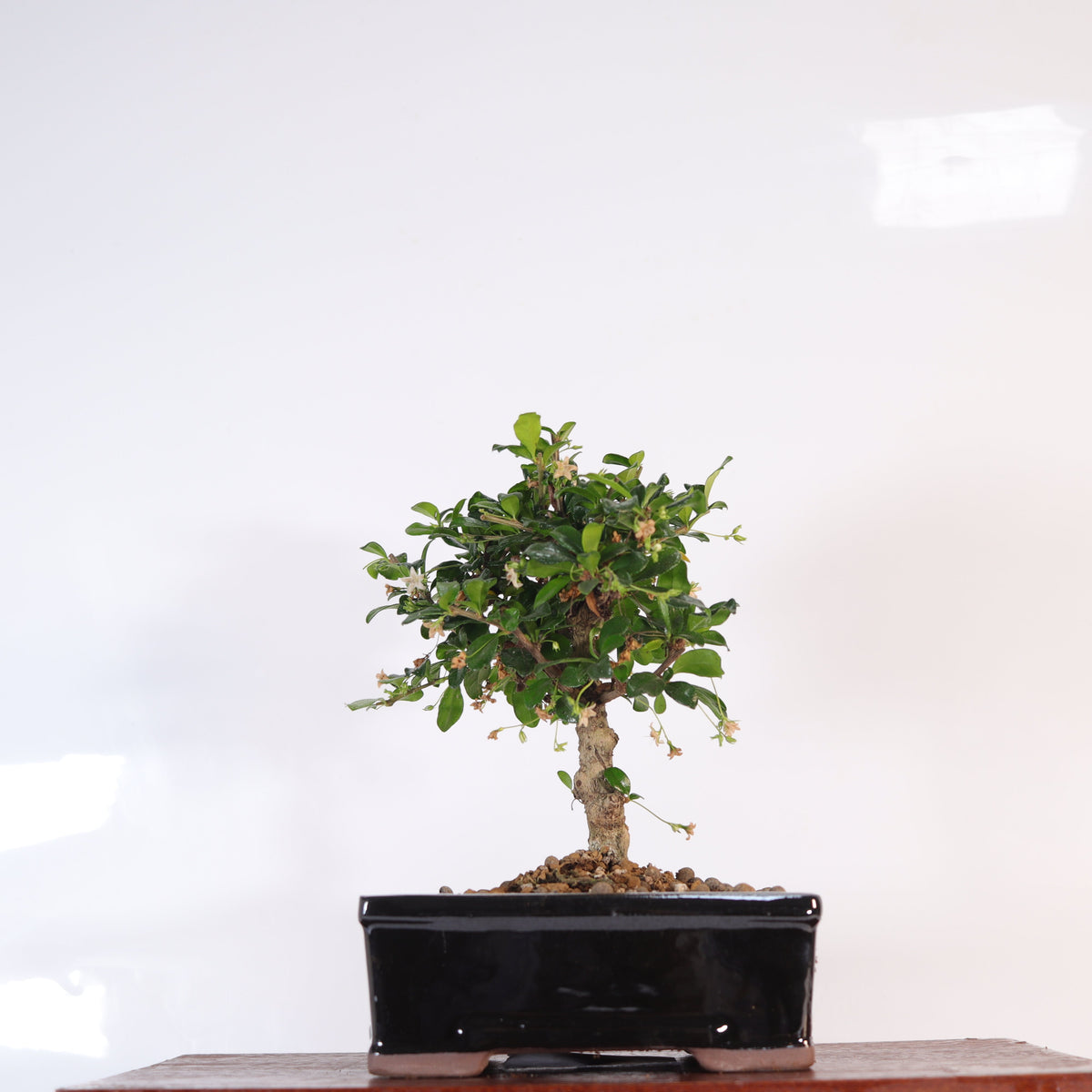 Fukien Tea Tree (Ehretia microphylla; syn. Carmona retusa) Bonsai Tree | Broom | In 16cm Pot | Perfect Gift