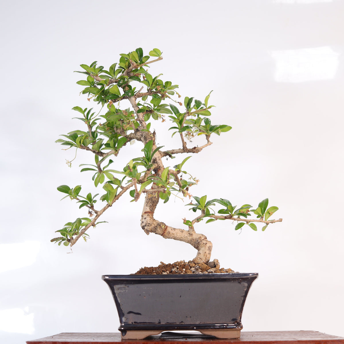 Fukien Tea Tree (Ehretia microphylla; syn. Carmona retusa) Bonsai Tree | Shaped | In 18cm Pot | Wonderful Gift