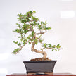 Fukien Tea Tree (Ehretia microphylla; syn. Carmona retusa) Bonsai Tree | Shaped | In 18cm Pot | Wonderful Gift