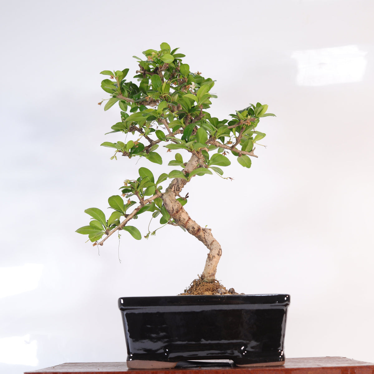 Fukien Tea Tree (Ehretia microphylla; syn. Carmona retusa) Bonsai Tree | Shaped | In 18cm Pot | Wonderful Gift