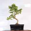 Fukien Tea Tree (Ehretia microphylla; syn. Carmona retusa) Bonsai Tree | Shaped | In 18cm Pot | Wonderful Gift